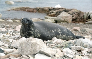 Focza kamizelka ratunkowa